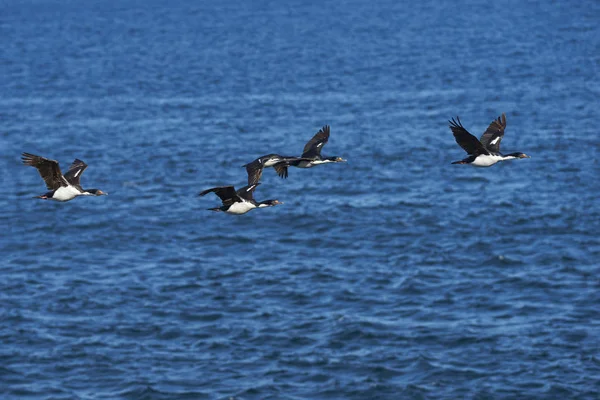 帝国的 Phalacrocorax Atriceps Albiventer 飞越福克兰群岛上的岛屿上的海岸上的海 — 图库照片