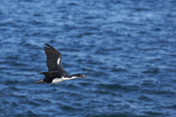 Imperial Shag Phalacrocorax Atriceps Albiventer Volando Sobre Mar Costa Isla — Foto de Stock