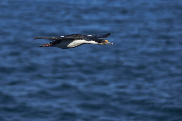 Kejserliga Shag Phalacrocorax Atriceps Albiventer Flyger Över Havet Kusten Bleaker — Stockfoto