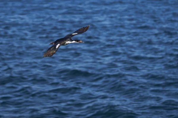 Imperial Shag Phalacrocorax Atriceps Albiventer Voando Sobre Mar Costa Ilha — Fotografia de Stock