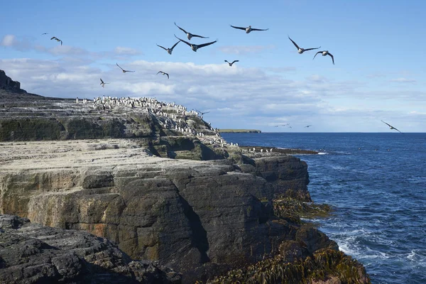 Μεγάλη Ομάδα Imperial Shag Phalacrocorax Atriceps Albiventer Στο Νησί Ακτή — Φωτογραφία Αρχείου