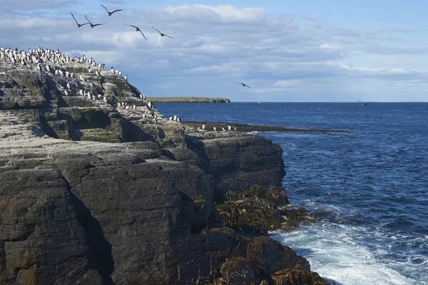 Μεγάλη Ομάδα Imperial Shag Phalacrocorax Atriceps Albiventer Στο Νησί Ακτή — Φωτογραφία Αρχείου