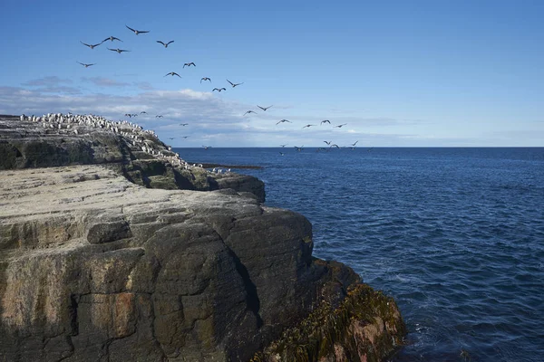 Μεγάλη Ομάδα Imperial Shag Phalacrocorax Atriceps Albiventer Στο Νησί Ακτή — Φωτογραφία Αρχείου