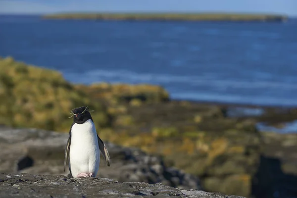 Pingouin Des Montagnes Rocheuses Eudyptes Chrysocome Sur Les Falaises Île — Photo