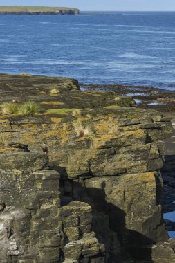 Güney Caracara (Caracara plancus) bir kayalık uçurum Falkland adalarındaki coast Bleaker adada ayakta.                               