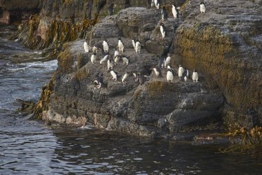 Rockhopper Penguenleri (Eudyptes chrysocome) Falkland Adaları 'ndaki Bleaker Adası kıyılarındaki kayalık bir çıkıntıdan denize açılıyorlar..    