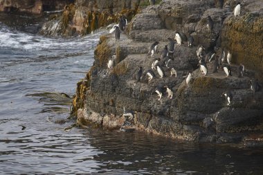Rockhopper Penguenleri (Eudyptes chrysocome) Falkland Adaları 'ndaki Bleaker Adası kıyılarındaki kayalık bir çıkıntıdan denize açılıyorlar..    