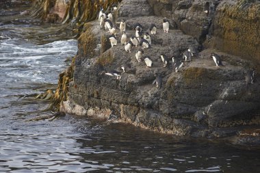 Rockhopper Penguenleri (Eudyptes chrysocome) Falkland Adaları 'ndaki Bleaker Adası kıyılarındaki kayalık bir çıkıntıdan denize açılıyorlar..    