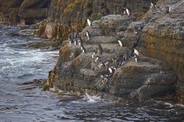 Rockhopper Penguenleri (Eudyptes chrysocome) Falkland Adaları 'ndaki Bleaker Adası kıyılarındaki kayalık bir çıkıntıdan denize açılıyorlar..    