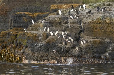 Rockhopper Penguenleri (Eudyptes chrysocome) Falkland Adaları 'ndaki Bleaker Adası kıyılarındaki kayalık bir çıkıntıdan denize açılıyorlar..    