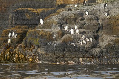 Rockhopper Penguenleri (Eudyptes chrysocome) Falkland Adaları 'ndaki Bleaker Adası kıyılarındaki kayalık bir çıkıntıdan denize açılıyorlar..    