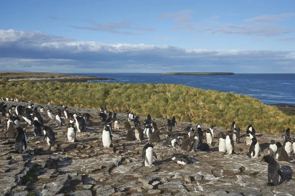 Pinguins Rockhopper Eudyptes Chrysocome Nas Falésias Ilha Bleaker Nas Ilhas — Fotografia de Stock