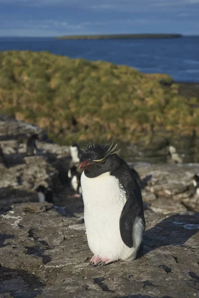 Pingouins Des Montagnes Rocheuses Eudyptes Chrysocome Sur Les Falaises Île — Photo