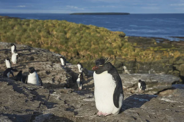 Pinguins Rockhopper Eudyptes Chrysocome Nas Falésias Ilha Bleaker Nas Ilhas — Fotografia de Stock