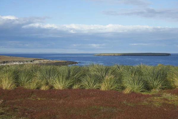 Kleurrijk Grassen Groeien Langs Slaggras Bleaker Island Falklandeilanden — Stockfoto