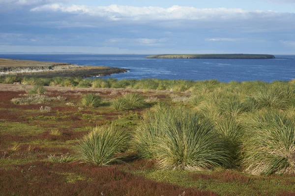 Kleurrijk Grassen Groeien Langs Slaggras Bleaker Island Falklandeilanden — Stockfoto