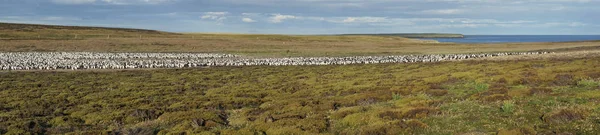 Большая Колония Имперского Шага Phalacrocorax Atriceps Albiventer Острове Бликер Фолклендских — стоковое фото