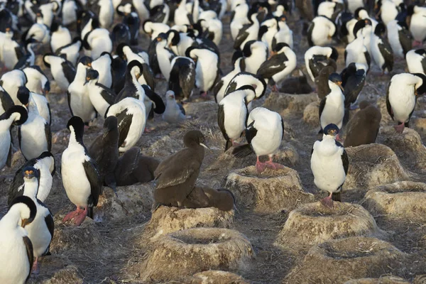 อาณาน คมของจ กรพรรด Shag Phalacrocorax Atriceps Albiventer บสาว บนเกาะ Blaker — ภาพถ่ายสต็อก