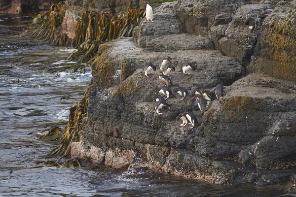 Rockhopper Penguins Eudyptes Chrysocome Weg Naar Zee Vanaf Een Rotsachtige — Stockfoto