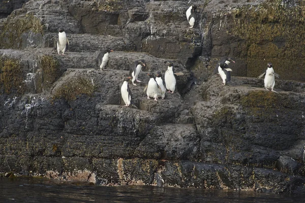 Pinguini Rockhopper Eudyptes Chrysocome Diretti Mare Affioramento Roccioso Sulla Costa — Foto Stock