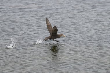 Güney dev Falkland Adalarındaki coast Bleaker adadan denizden kalktıktan kuşu (Macronectes giganteus).