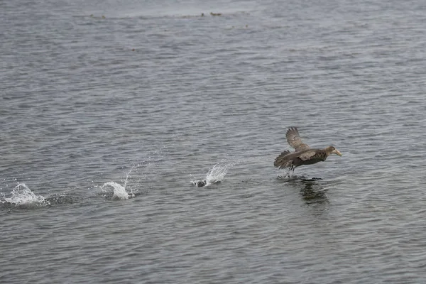 Petrel Gigante Meridionale Macronectes Giganteus Che Decolla Dal Mare Largo — Foto Stock