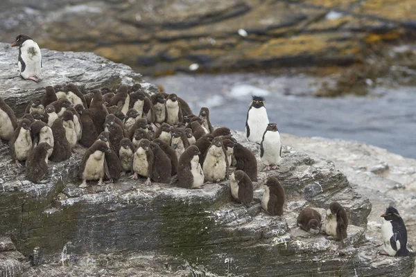Kuikens Rockhopper Pinguïn Eudyptes Chrysocome Kruipen Samen Een Creche Bleaker — Stockfoto