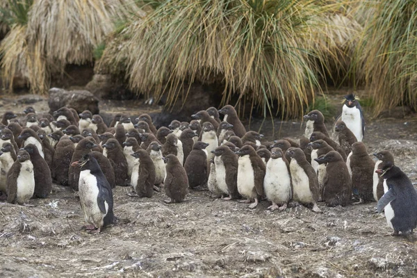 Rockhopper Penguin Νεοσσών Eudyptes Chrysocome Συσσωρεύουν Μαζί Στις Ένας Παιδικός — Φωτογραφία Αρχείου
