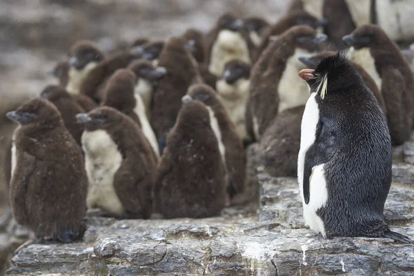 Rockhopper Penguin Piskląt Eudyptes Chrysocome Huddle Razem Ciasny Bleaker Wyspy — Zdjęcie stockowe