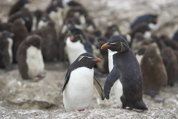 Rockhopper Penguin chicks (Eudyptes chrysocome) huddle together in a creche on Bleaker Island in the Falkland Islands whilst a majority of adults are away at sea feeding. A few adults remain to keep order.