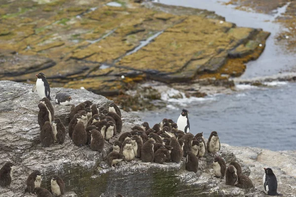 凤冠企鹅小鸡 Eudyptes Chrysocome 挤在福克兰群岛的一个托儿所里 而大多数成年人却不去喂海水 少数成年人保持秩序 — 图库照片