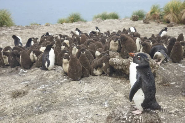 Los Polluelos Pingüinos Rockhopper Eudyptes Chrysocome Amontonan Una Creche Isla —  Fotos de Stock
