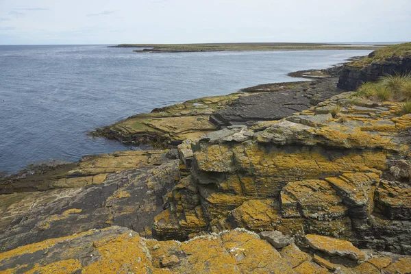 Kleurrijke Korstmossen Planten Die Rotsachtige Kustlijn Van Bleaker Island Falklandeilanden — Stockfoto