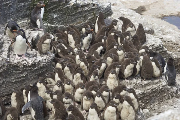 Pulcini Del Pinguino Rockhopper Eudyptes Chrysocome Riuniscono Equipaggio Sull Isola — Foto Stock