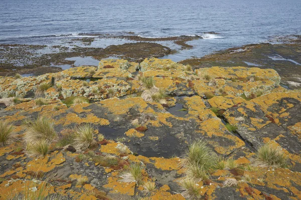 Кольорові Лишайники Рослини Вкривають Скелясте Узбережжя Острова Блайкер Фолклендських Островах — стокове фото