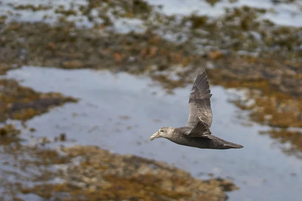 フォークランド諸島のブレーカー島の海岸に沿って飛んでいるサザンジャイアントペトレル Macronectes Giganteus — ストック写真