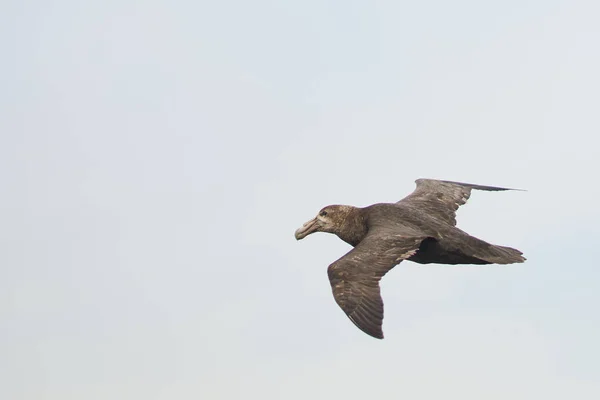 Southern Giant Petrel Macronectes Giganteus Летить Вздовж Узбережжя Острова Блайкер — стокове фото