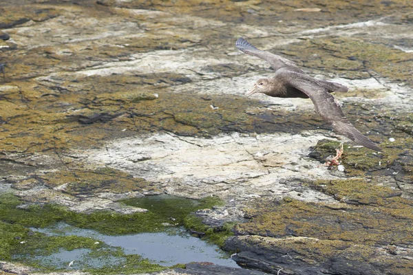 Petrel Gigante Del Sur Macronectes Giganteus Volando Largo Costa Isla — Foto de Stock