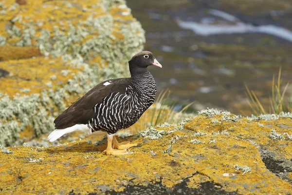 Vrouwelijke Kelp Gans Chloephaga Hybrida Malvinarum Een Korstmos Bedekte Klif — Stockfoto