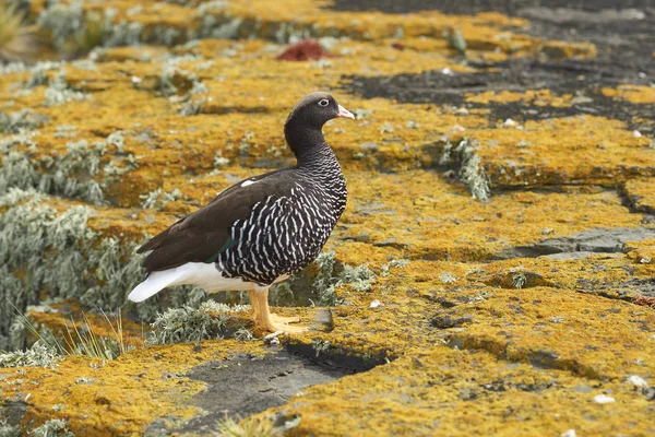 Θηλυκό Kelp Goose Chloephaga Hybrida Malvinarum Ένα Βράχο Καλυμμένο Λειχήνες — Φωτογραφία Αρχείου