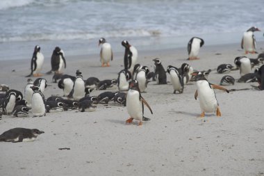 Gentoo penguenleri (Pygoscelis papua) karışık grup ve Falkland Adaları'nda Sahil Bleaker adada Macellan penguenleri (Spheniscus magellanicus).