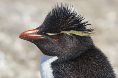 Falkland Adaları 'ndaki Bleaker Adası kayalıklarında Rockhopper Pengueni (Eudyptes chrysocome)