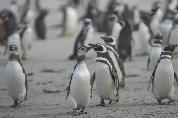 Magellanic Penguins Young Beach Bleaker Island Falkland Islands — Stock Photo, Image