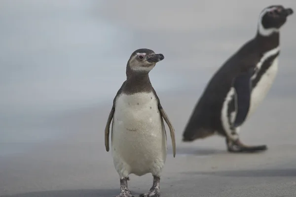 Joven Pingüino Magallanes Spheniscus Magellanicus Isla Bleaker Las Islas Malvinas —  Fotos de Stock