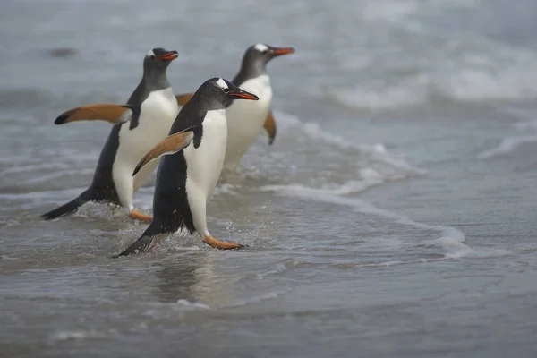Gentoo Penguins Pygoscelis Papua Emergiendo Del Mar Hacia Una Gran —  Fotos de Stock