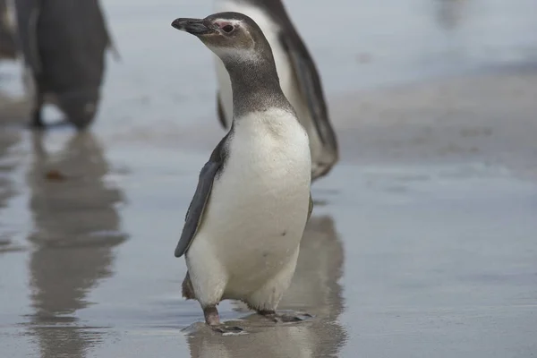 Młody Pingwin Magellański Spheniscus Magellanicus Wyspie Bleaker Falklandy Malwiny — Zdjęcie stockowe