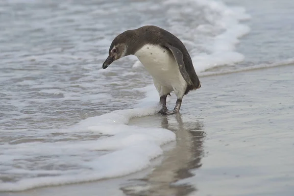 Jovem Pinguim Magalhães Spheniscus Magellanicus Aproxima Mar Ilha Bleaker Nas — Fotografia de Stock