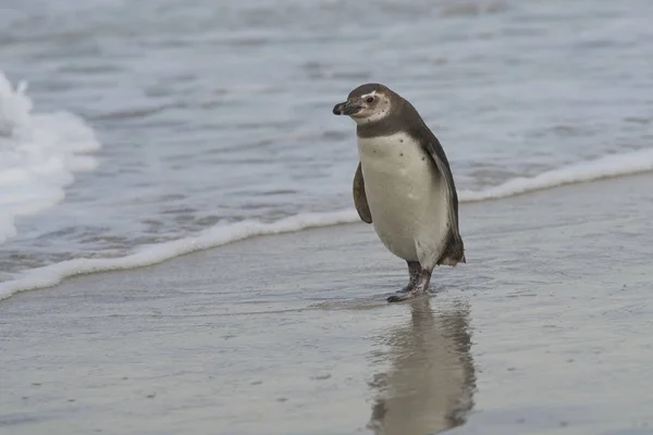 Jovem Pinguim Magalhães Spheniscus Magellanicus Aproxima Mar Ilha Bleaker Nas — Fotografia de Stock