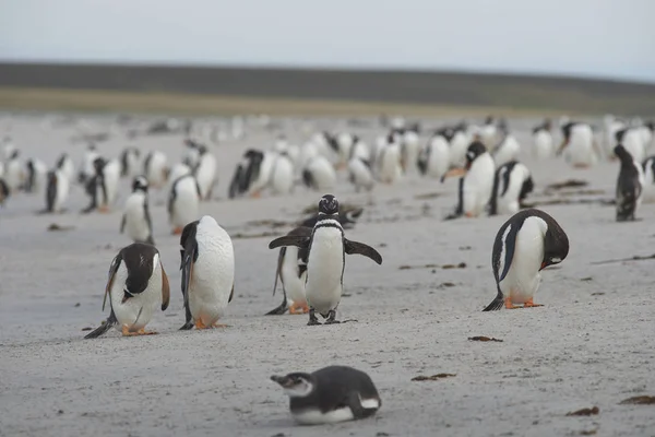 Eine Gemischte Gruppe Von Gentoo Pinguinen Pygoscelis Papua Und Magellanpinguinen — Stockfoto