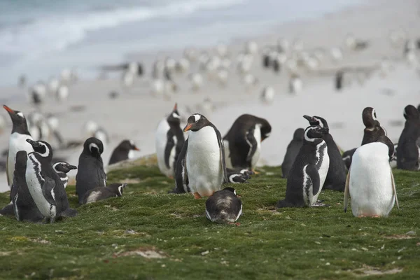 Mixed Group Gentoo Penguins Pygoscelis Papua Magellanic Penguins Spheniscus Magellanicus — Stock Photo, Image